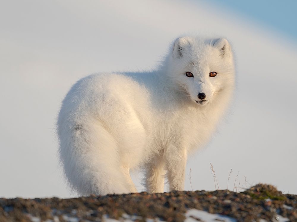 Arctic fox in snow during winter at Gronfjorden in Nordenskiold Land, Norway, Svalbard.